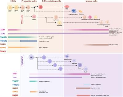 An "unexpected" role for EMT transcription factors in hematological development and malignancy